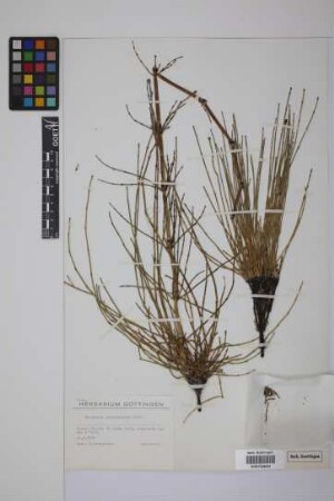 Equisetum giganteum L.