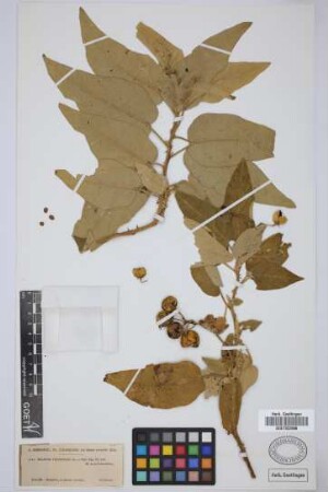 Solanum vespertilio Aiton