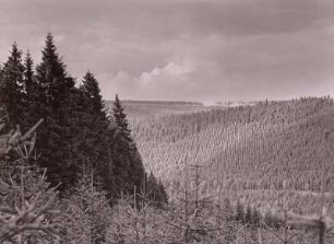 Breitenbrunn-Tellerhäuser. Fichtenwald