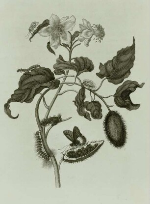 Metamorphisis Insectorum Surinamensium