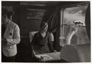 Der Drahthaar-Terrier von Miss Betty Chandler schaut aus dem Fenster eines fahrenden Zuges