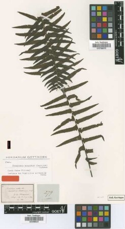 Nephrodium smithianum C.Presl [isotype]