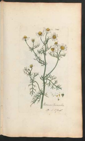 348. Matricaria Chamomilla