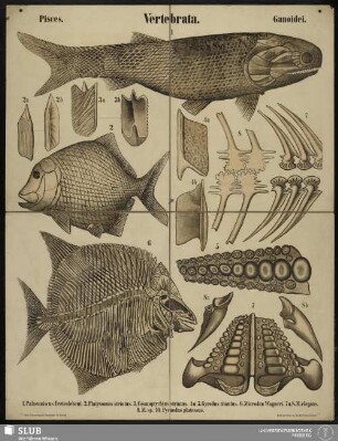 Tafel 38: Vertebrata : Pisces : Ganoidei