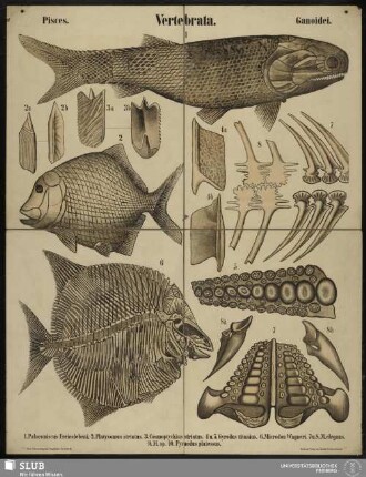 Tafel 38: Vertebrata : Pisces : Ganoidei