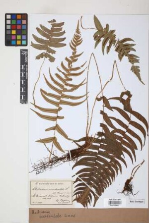 Blechnum occidentale L.