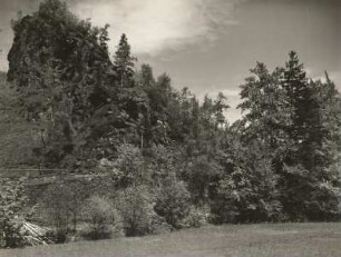 Osterzgebirge. Waldrand (vielleicht im Sattelberggebiet)