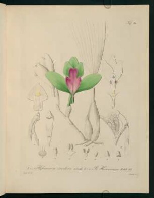 94r-94v, Bifrenaria inodora Lindl.