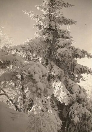 Lausitzer Bergland. Döhlener Berg, Winterbild: Fichte auf dem Felskamm