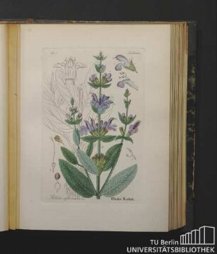 Labiatae. Salvia officinalis L. Guter Salbei.