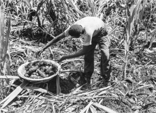 Makaboknollen : Ernte von Knollen der Makabopflanze auf einer Plantage bei Malabo.