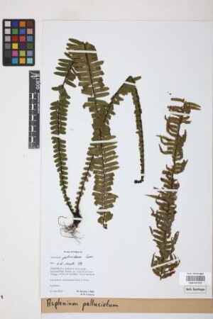 Asplenium pellucidum