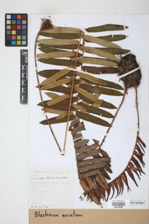 Blechnum auratum (Fée) R.M.Tryon & Stolze