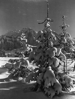 Winterbilder. Tannengruppe im Schnee