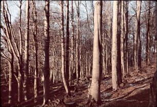 Poiana Brasov: Winterlicher Buchenwald