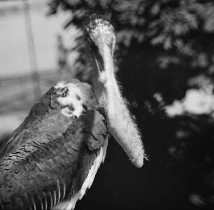 Zootiere. Marabu