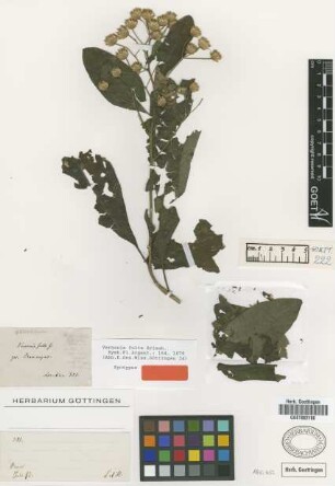 Vernonia fulta Griseb. [syntype]