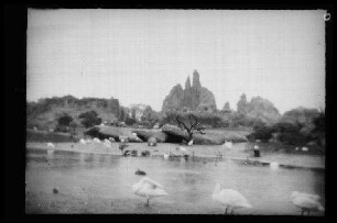 Hamburg: Flamingo- und Elefanten (?)-Gehege im "Tierpark von Hagenbeck in Stellingen"