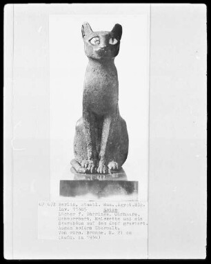 Katze