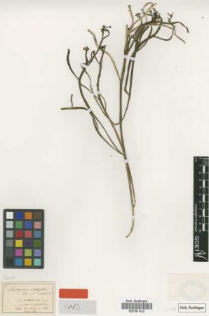 Trachymene platyptera Bunge var. Bunge rupestris[type]