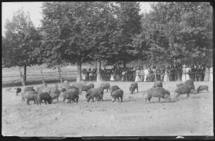 Moritzburg. Fütterung der Wildschweine