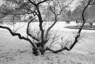 Winterstimmung im Botanischen Garten