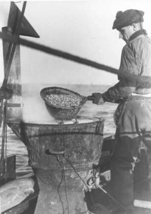 Vor Büsum. Die gefangenen Krabben werden von den Fischern an Bord des Kutters gekocht.