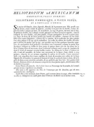Heliotropium Americanum Coeruleum, Foliis Hormini