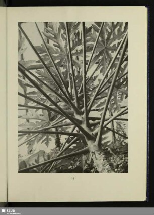 Brasilianischer Melonenbaum