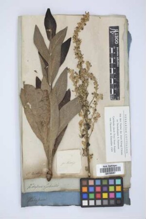 Verbascum lychnitis