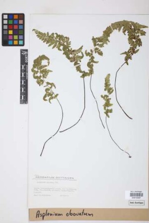 Asplenium obovatum