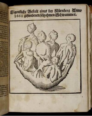 Illustration "Eigentliche Gestalt eines bey Nürnberg Anno 1661 gefundenen seltzsahmen Schwammes"