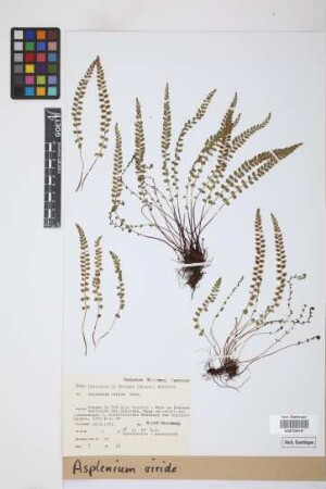 Asplenium viride Huds.