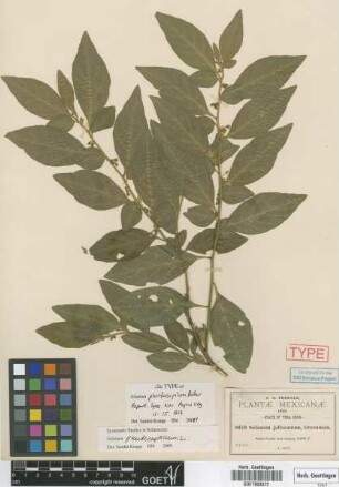 Solanum jaliscanum Greenm.