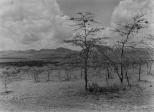 Savanne : Vegetation in einer Savanne in Tansania. Aufnahmeort unweit der Grenze zwischen Tansania und Kenia