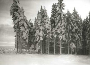Osterzgebirge. Fichtenhochwald westlich von Altenberg