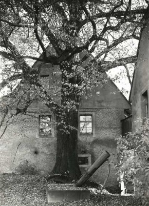 Naturschutz. Baumschutz, Alte Linde in einem Gutshof