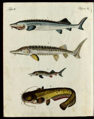 Merkwürdige Fluss-Fische.