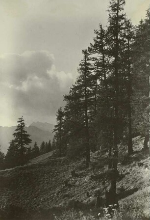 Europäische Lärche (Larix decidua). Bestand bei Pontresina (Schweiz, Kanton Graubünden)