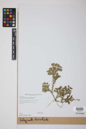 Selaginella trisulcata Aspl.