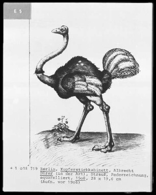 Vogel Strauß