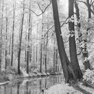 Hochwald in Leipe. : Wysokolěs w Lipjem.