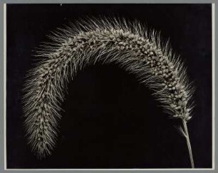 Kolbenhirse, Ähre (Setaria italica rubra)