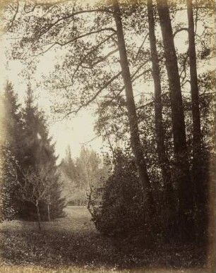 Mittelgrundstudie: Baumschlag: Erlengruppe