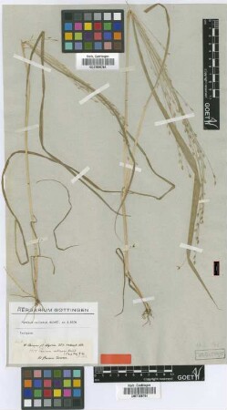 Panicum callosum Hochst.