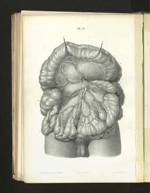 Pl. 71.