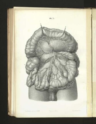 Pl. 71.