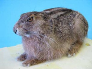 Feldhase, Lepus europaeus, Jungtier