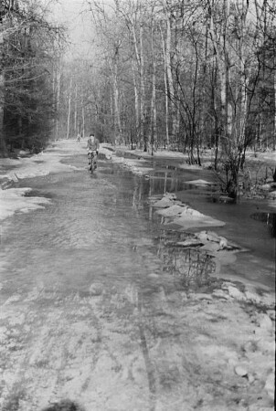 Vereister Waldweg : Winterhochwasser der Weißen Elster. Vereister Waldweg