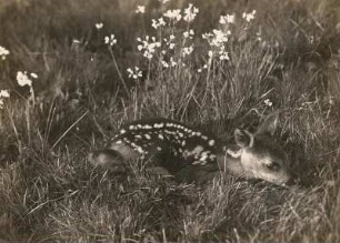 Europa. Reh (Capreolus capreolus), Kitz im Lager